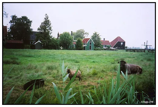 네덜란드 한적한 풍차마을 Zaanse Schans D+2